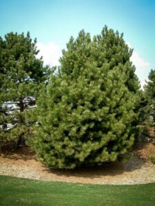 Сосна Чёрная (Pinus Nigra) купить по цене от 270.00р. в интернет-магазине «Посадика» с доставкой почтой в в Талицае и по всей России – [изображение №1].