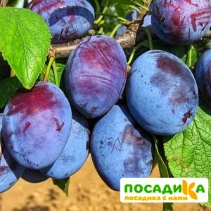 Слива Чачакская ранняя купить по цене от 229.00р. в интернет-магазине «Посадика» с доставкой почтой в в Талицае и по всей России – [изображение №1].