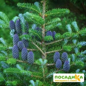 Пихта корейская (Abies koreana) купить по цене от 450.00р. в интернет-магазине «Посадика» с доставкой почтой в в Талицае и по всей России – [изображение №1].