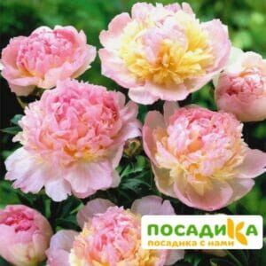 Пион Распберри Сандей (Paeonia Raspberry Sundae) купить по цене от 959р. в интернет-магазине «Посадика» с доставкой почтой в в Талицае и по всей России – [изображение №1].