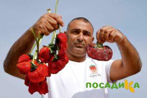Клубника Гигант Джорнея купить по цене от 266р. в интернет-магазине «Посадика» с доставкой почтой в в Талицае и по всей России – [изображение №1].