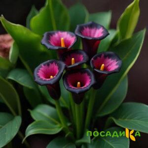 Калла Аура Лейс купить по цене от 400р. в интернет-магазине «Посадика» с доставкой почтой в в Талицае и по всей России – [изображение №1].
