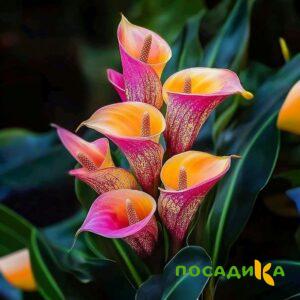Калла Оникс купить по цене от 450р. в интернет-магазине «Посадика» с доставкой почтой в в Талицае и по всей России – [изображение №1].