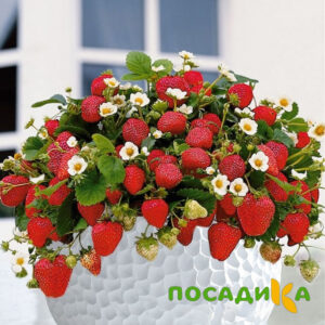 Клубника Рубиновый Шепот (горшечная) купить по цене от 240р. в интернет-магазине «Посадика» с доставкой почтой в в Талицае и по всей России – [изображение №1].