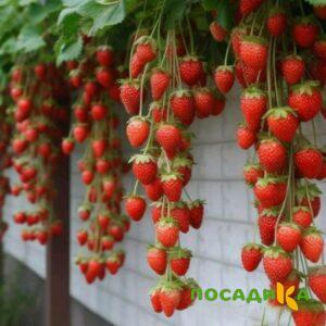Клубника вьющаяся Комплимент купить по цене от 470р. в интернет-магазине «Посадика» с доставкой почтой в в Талицае и по всей России – [изображение №1].