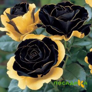 Роза Ханни Сикл купить по цене от 700р. в интернет-магазине «Посадика» с доставкой почтой в в Талицае и по всей России – [изображение №1].