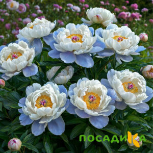Пион акварельный Этюд купить по цене от 806р. в интернет-магазине «Посадика» с доставкой почтой в в Талицае и по всей России – [изображение №1].