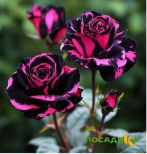 Роза Багровый Шепот купить по цене от 366р. в интернет-магазине «Посадика» с доставкой почтой в в Талицае и по всей России – [изображение №1].